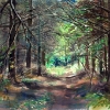 skovvej-i-nrskov